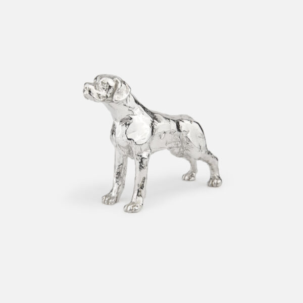 Cão de Caça Perdigueiro Português