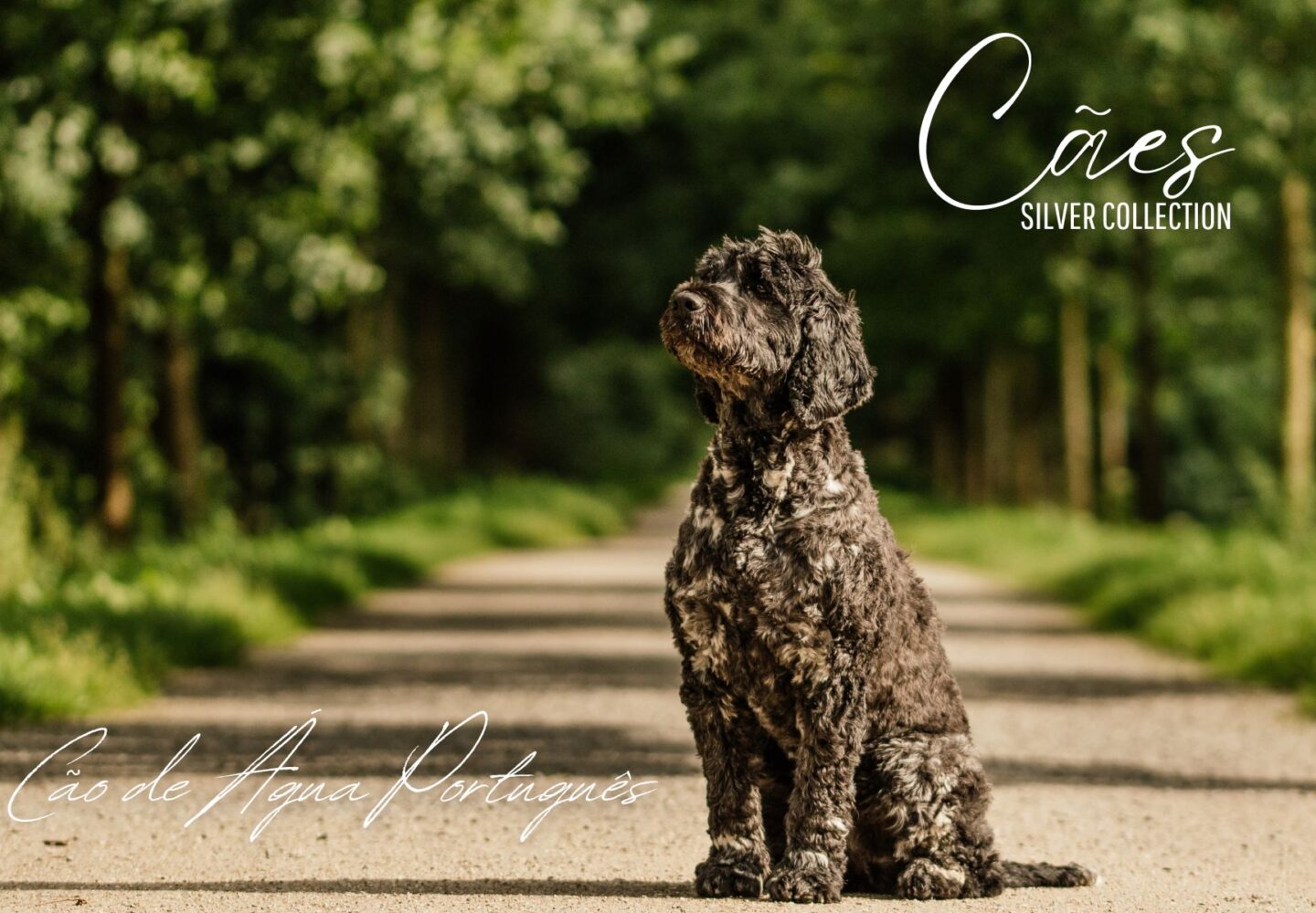 Cão de Água Português da coleção Cães da Leitão & Irmão